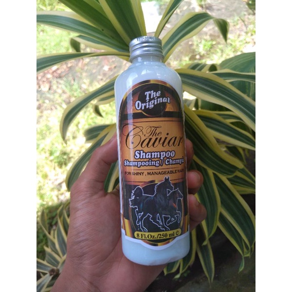 sampo kuda original (caviar)