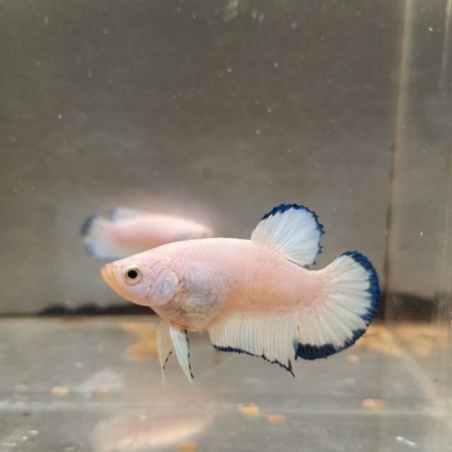 TOP GRADE Cupang Blue Rim ori thailand , Male/female .