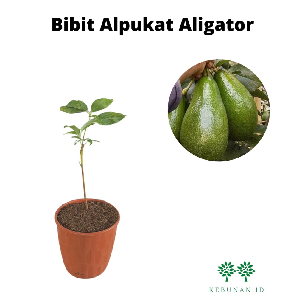 Bibit Alpukat Aligator Super Jumbo/Tanaman Alpukat Aligator Okulasi Cepat Berbuah