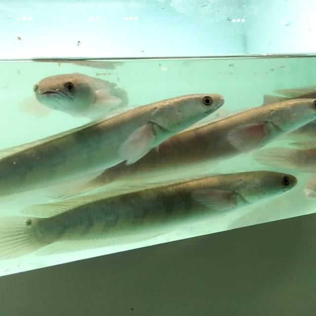 Red maru sentarum 20-22cm