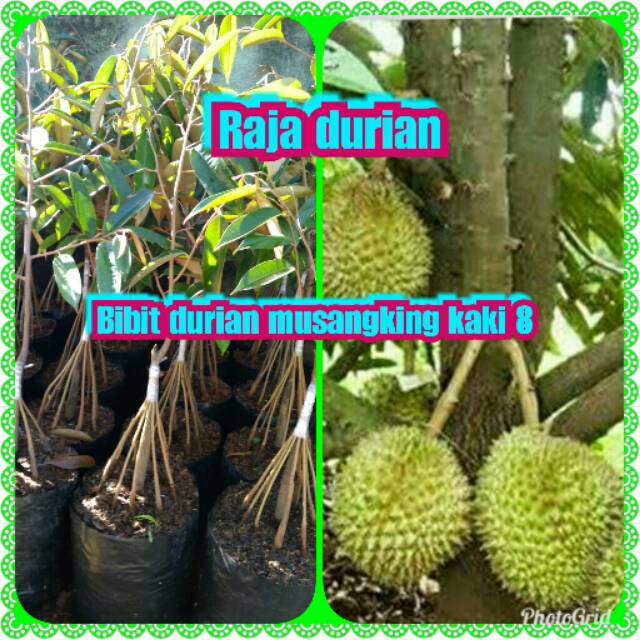 

Bibit durian musangking kaki 8 kuwalitas unggul