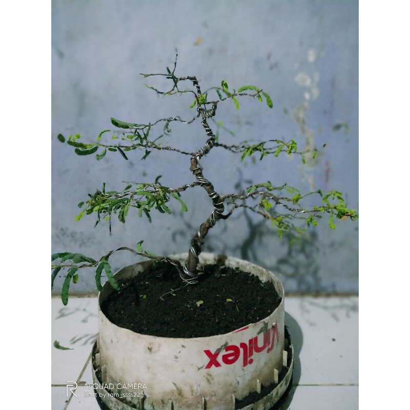 bonsai asem jawa bentuk dasar
