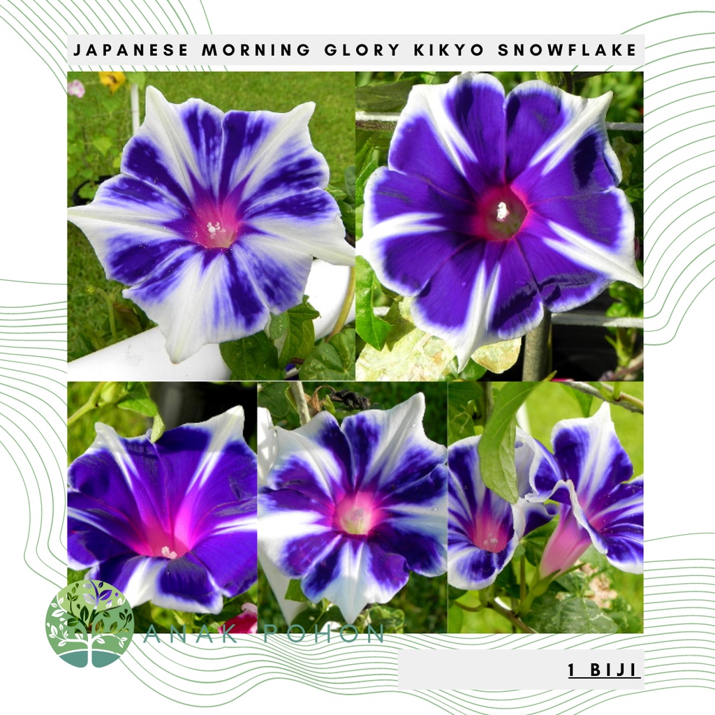 Benih Bibit Biji - Japanese Morning Glory Kikyo Snow Flakes Flower Seeds