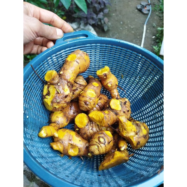 

Temulawak indukan fres segar 1 kg