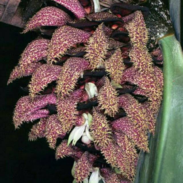 Anggrek Dasi - Bulbophyllum phalaenopsis - jungle Papua
