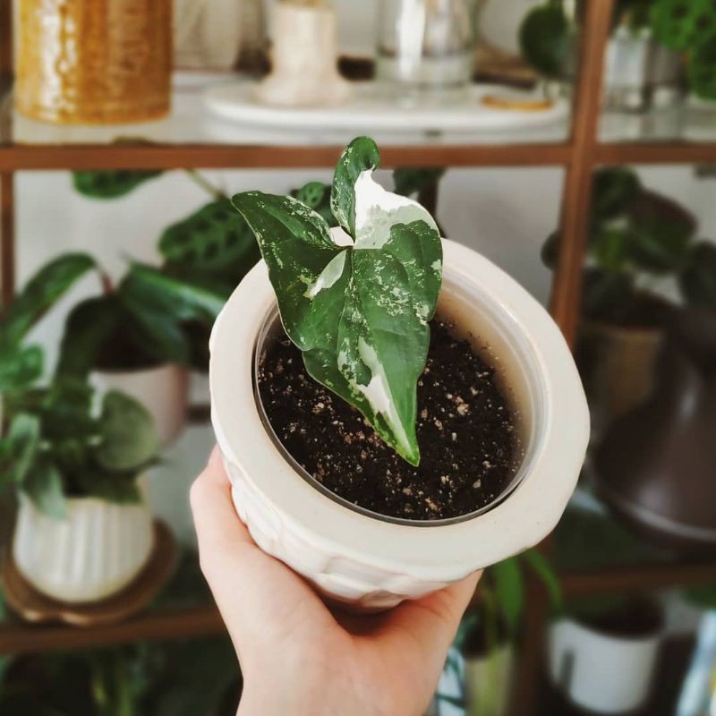 Syngonium Variegata / Syngonium Varigata
