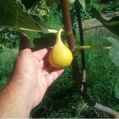 Bibit Pohon Tin Long Yellow | Pohon Tin Buah Kuning Besar Dan Manis