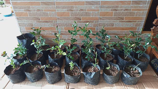 Tanaman Hias Bunga Mawar 20 Pcs - Bunga Mawar - Bibit Tanaman Bunga Mawar Berbunga