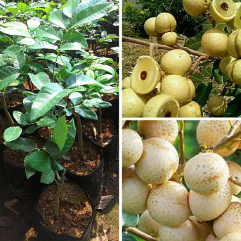 bibit kelengkeng matalana#bibit kelengkeng unggul