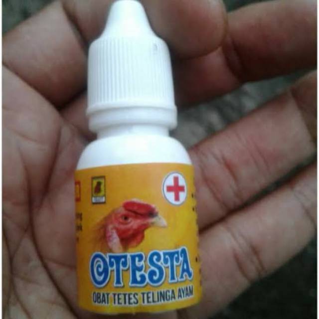 JALU AJI OTESTA - Obat telinga ayam / congek ayam