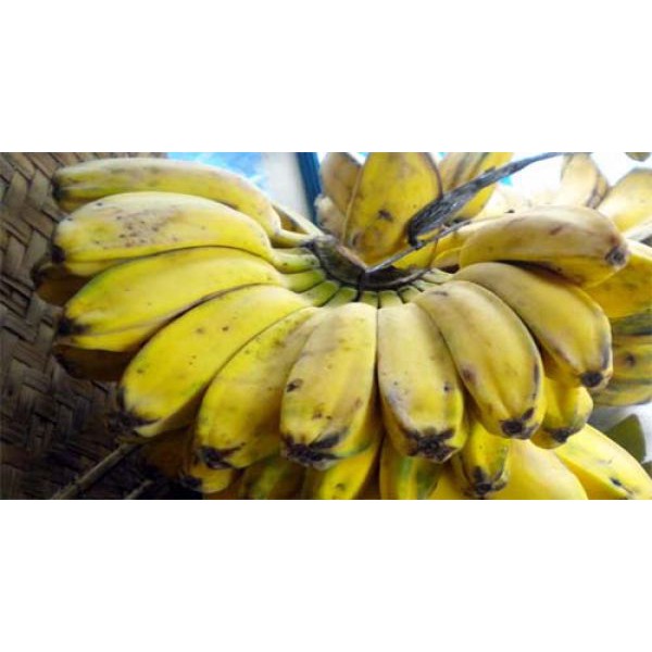 

Buah Pisang Kepok Kuning Segar Matang / Mengkal 1 sisir