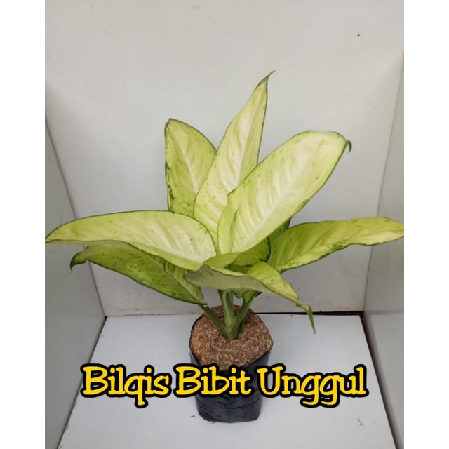 bunga aglonema tisu jumbo / tisue / tissu jumbo/dewasa