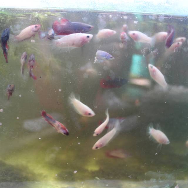 Anakan ikan cupang hias ikan cupang galaxy koi