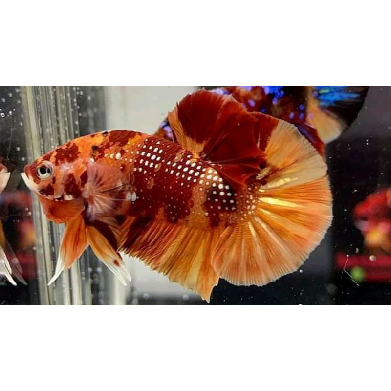 CUPANG NEMO COOPER GOLD ( anakan size M)