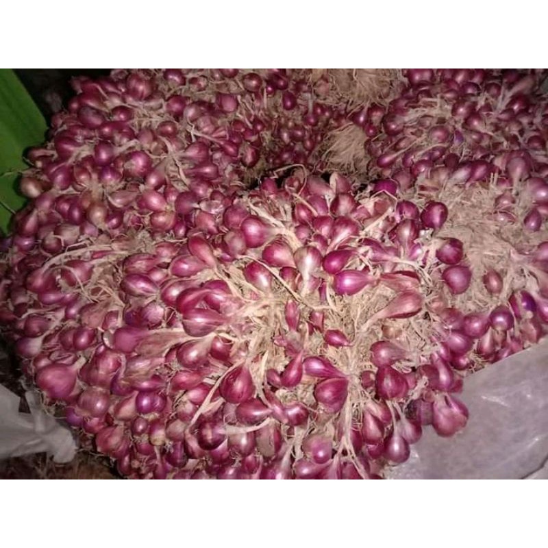 bibit siap tanam bawang merah brebes