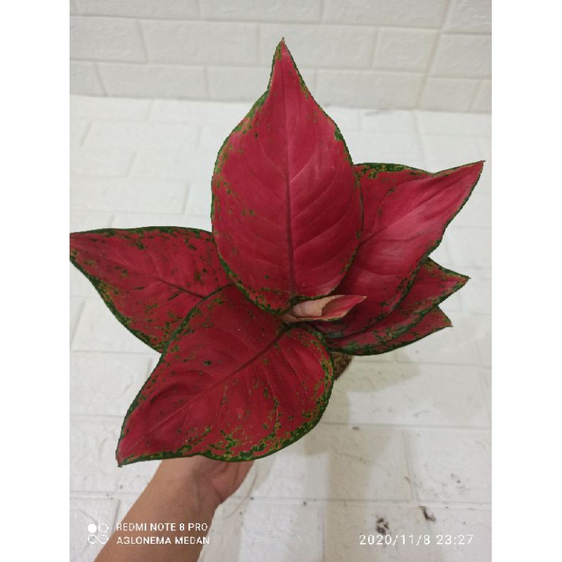 Aglonema Medan Red Anjamani daun Jumbo