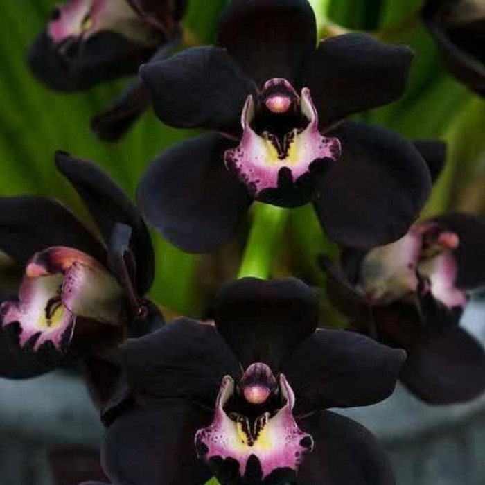 tanaman hias anggrek dendrobium black papua-anggrek dendro siap bunga