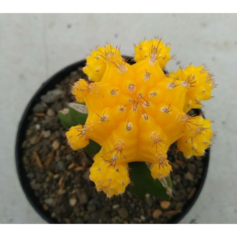 Kaktus Sukulen IMPORT GYMNO KUNING warna lucu import dan lokal unik graft premium kaktus mini hias