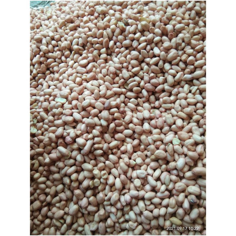 

Kacang tanah mentah asli madura 1 kg / gurih/keing / kacang tanah kupas