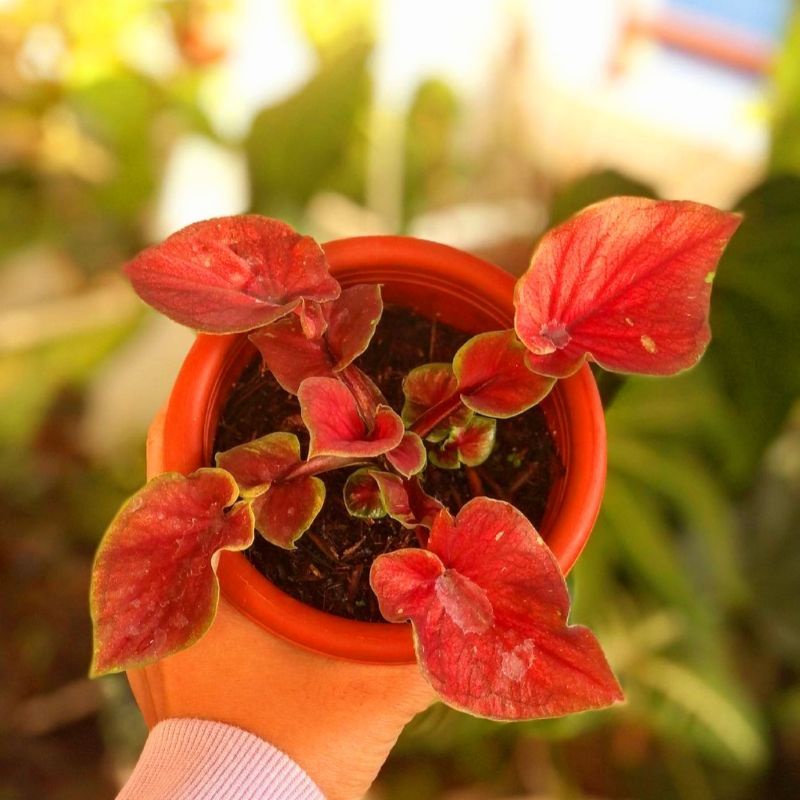 Tanaman hias caladium red jaguar double leaf bibit / keladi import / keladi merah / keladi murah