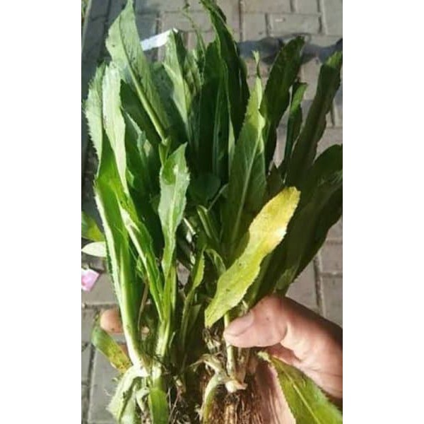 

Promo Jual Daun Walang Sangit Segar 1 Kg TERLARIS