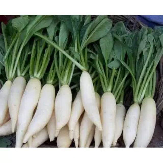 

Lobak / 500gr sayur fresh, murah dengan kualitas terjamin.