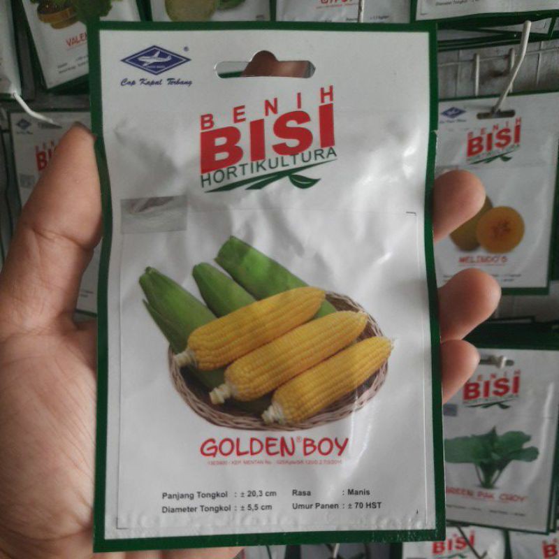 PROMO Benih Bibit Biji Jagung Manis Hibrida GOLDEN BOY (50btr)