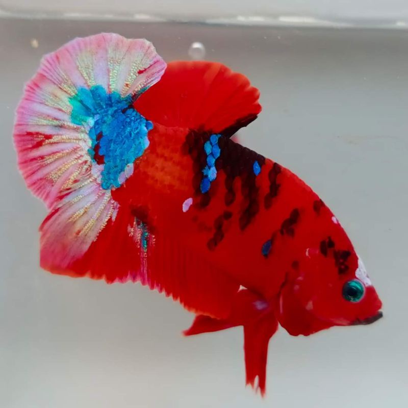 Ikan Cupang Hias Luxury 4 pasang Indukan Multicolour Galaxy Top Grade A Promo Termurah