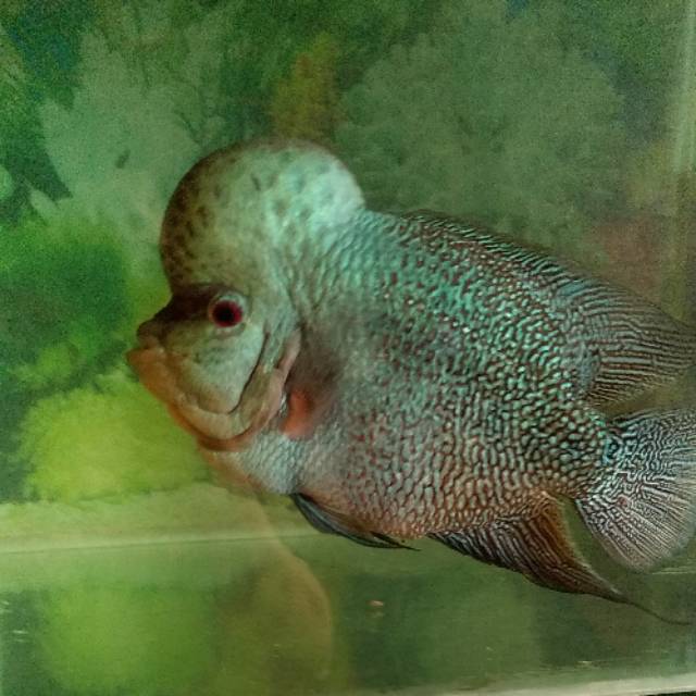 

Ikan louhan