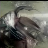 Manfish BW slayer big size