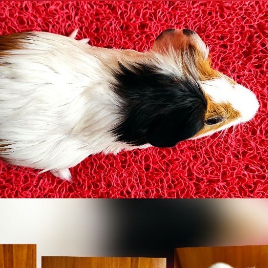 Marmut Hias/Guinea Pig/Cavy American Anakan