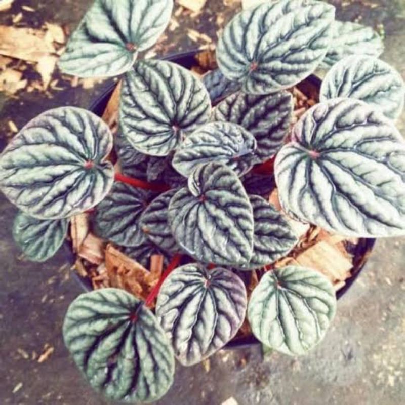 Peperomia Silver - Peperomia Kriput