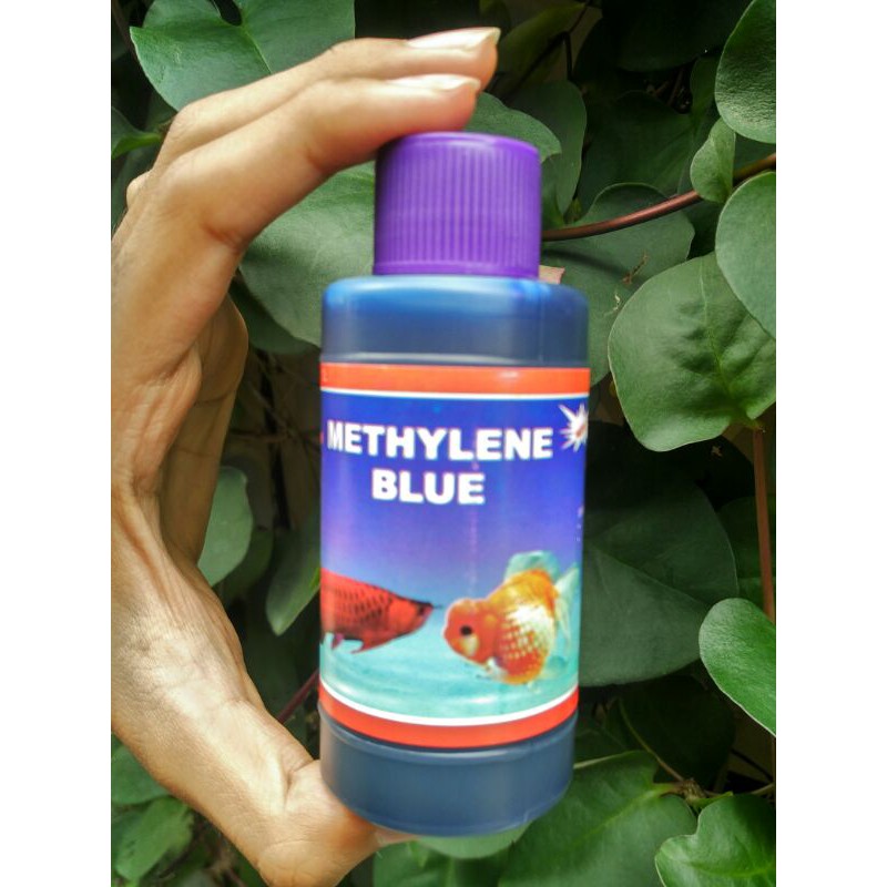 

Methyline Blue (Obat biru) Mencegah penyakit ikan