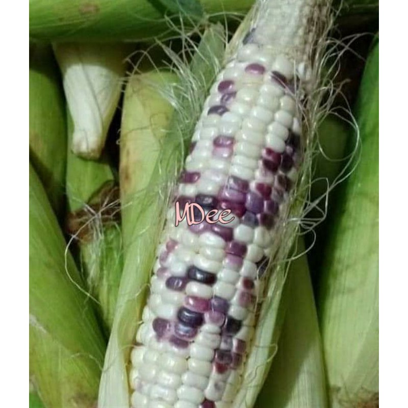 

Jagung Ketan Pulut