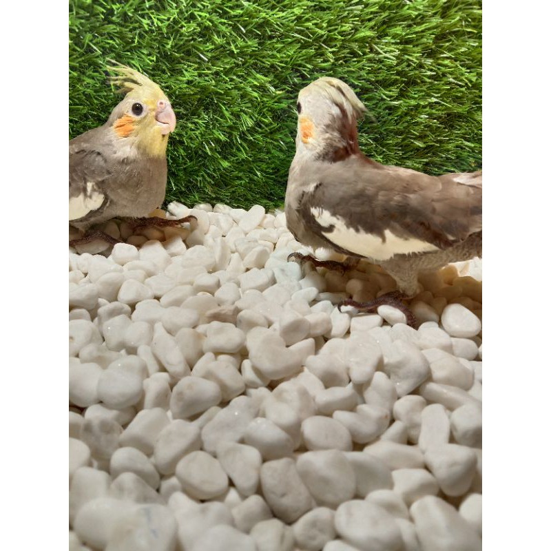 Burung Falk australia