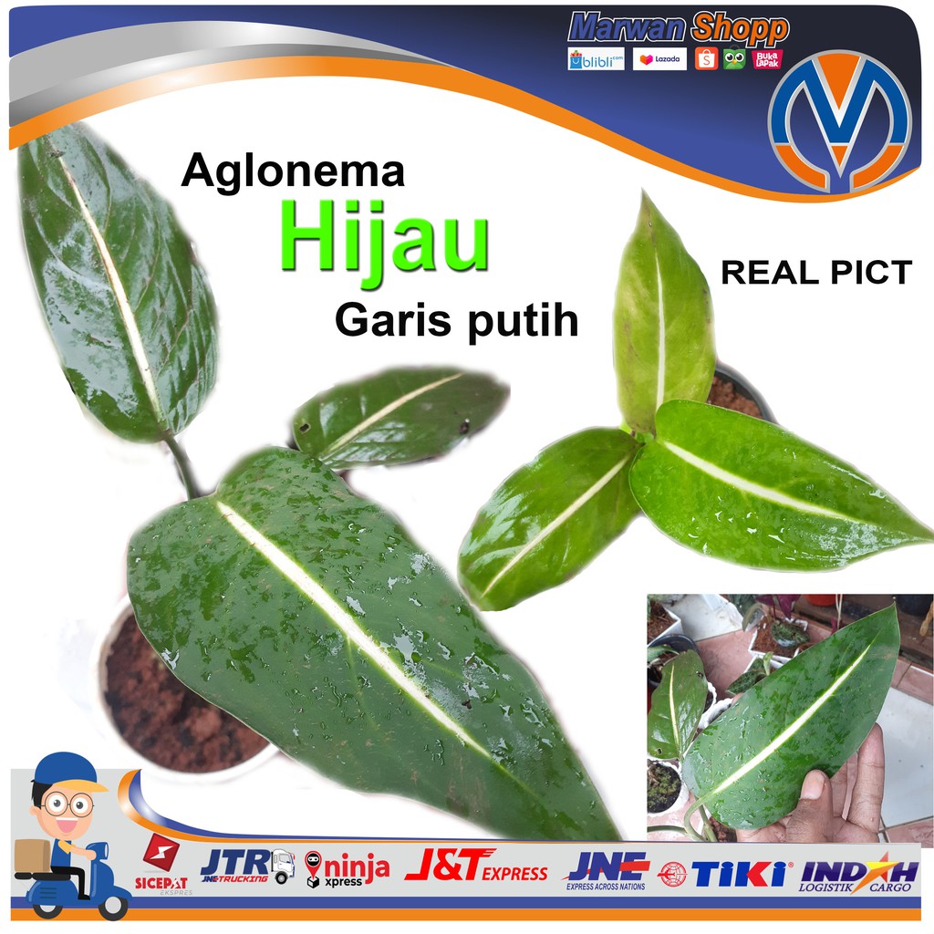 AGLONEMA HIJAU GARIS PUTIH MARWAN SHOPP