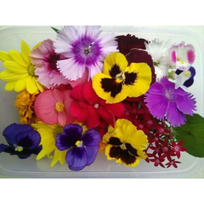 Benih Bibit Biji Unggul Edible Flower Mix 10 Biji