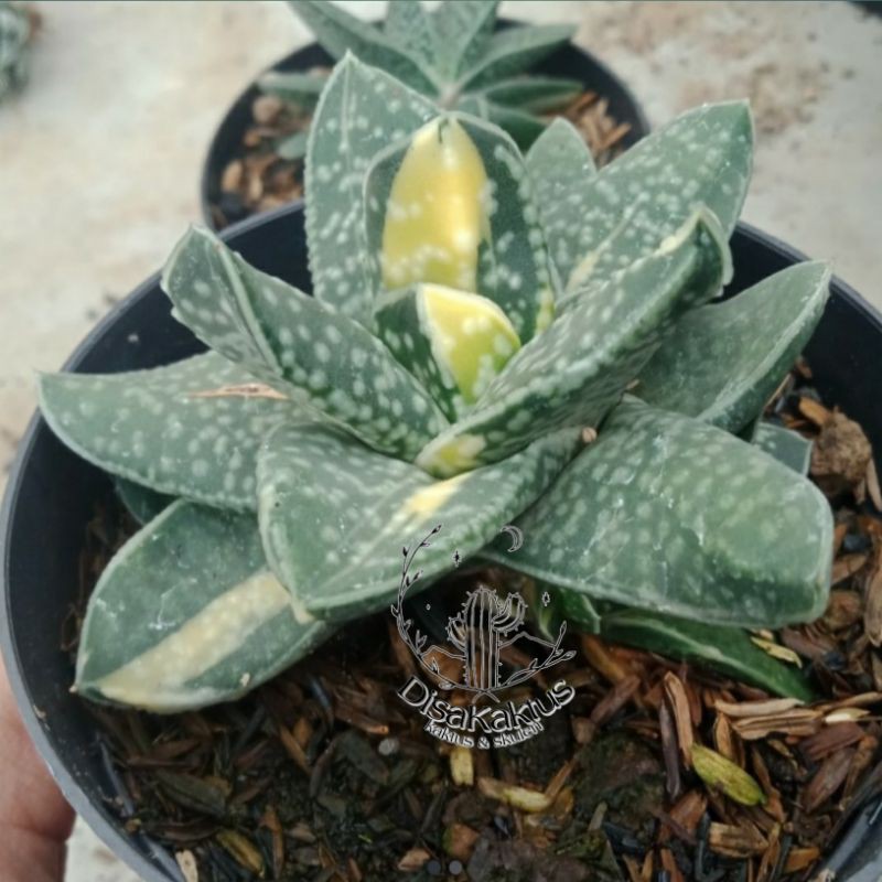 KAKTUS SKULEN - gasteria fuji mini