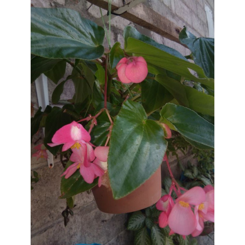 Begonia Mawar