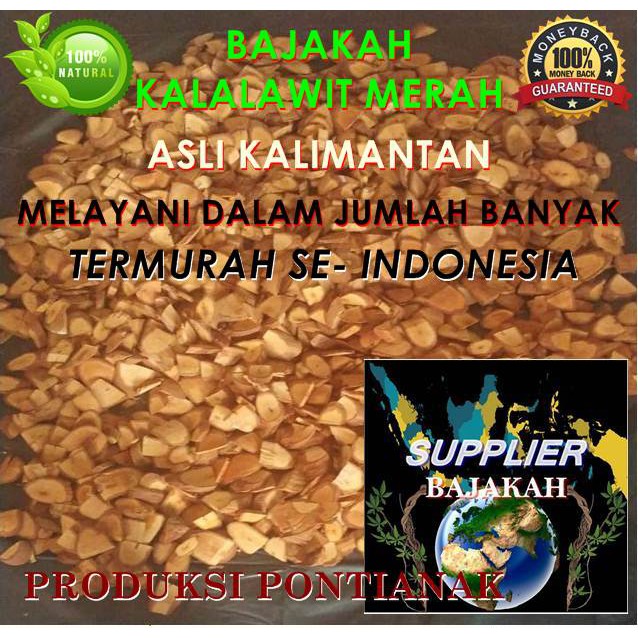 

BAJAKAH KALALAWIT MERAH ASLI KALIMANTAN MINIMAL PESAN 10 KG - 100KG