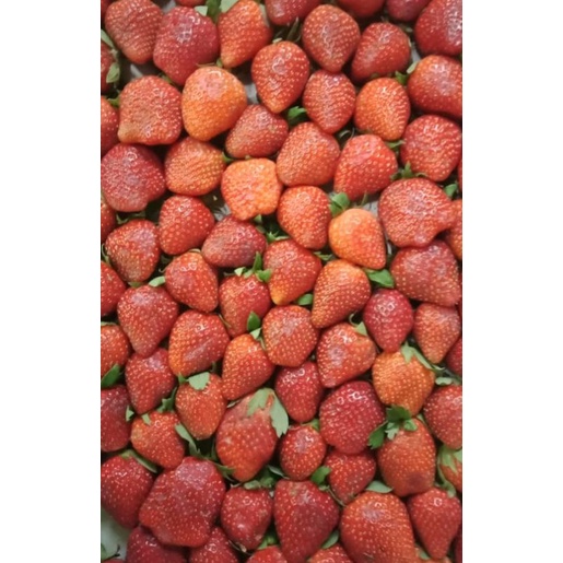 

STRAWBERRY SUPER - 250 GR