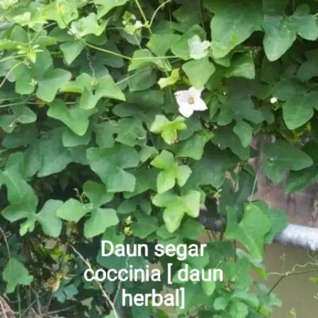 

500 gram Daun segar coccinia daun herbal