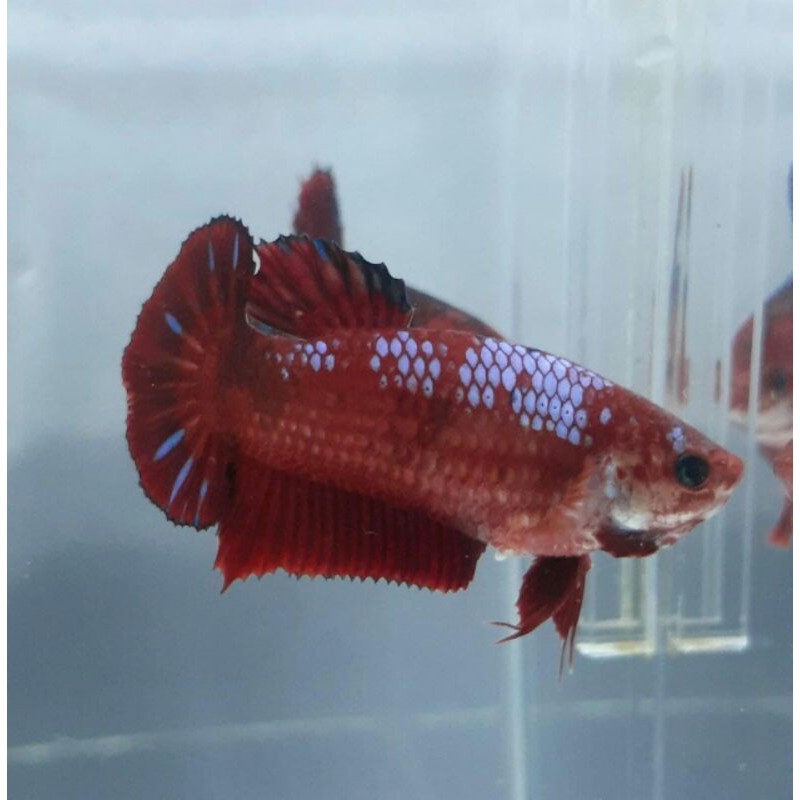 cupang hellboy fancy 049