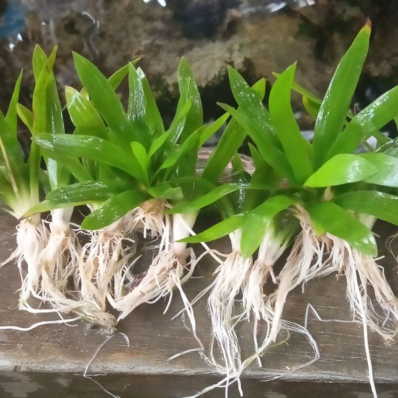 

Plativila per batang