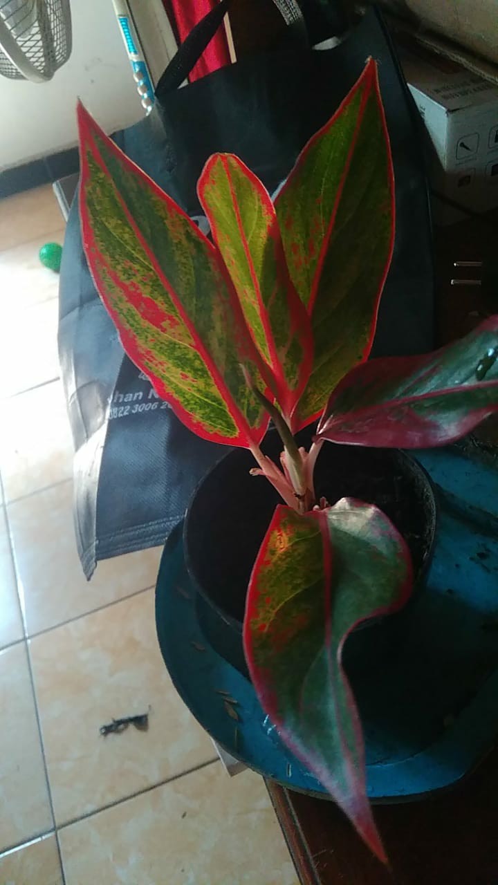 Tanaman Hias Aglonema Red Anja / Red Anjamani / Red Aglonema