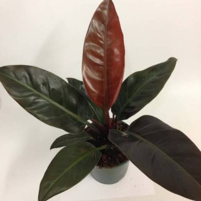 Tanaman hias philodendron imperial red