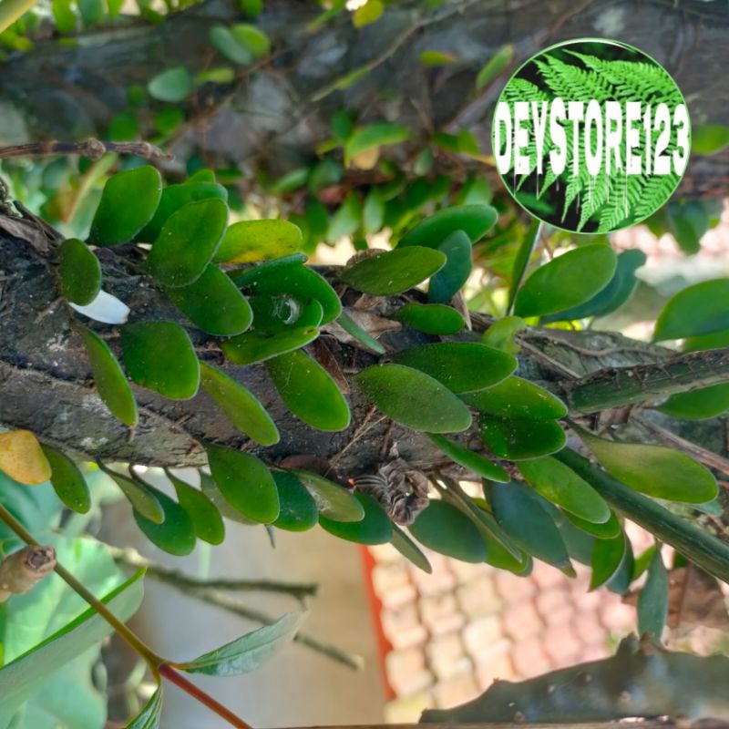 

Jual Daun picisan Sisik naga segar paket 250 Grm