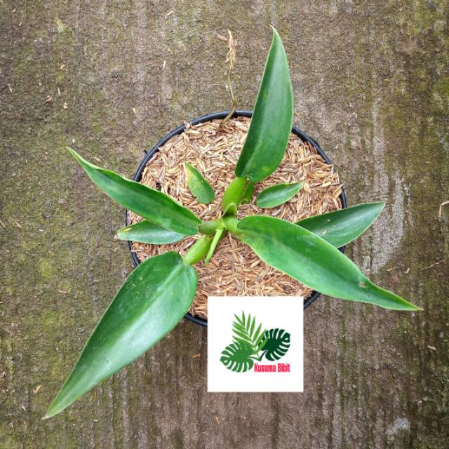 Philodendron Katak - philo pilo filo