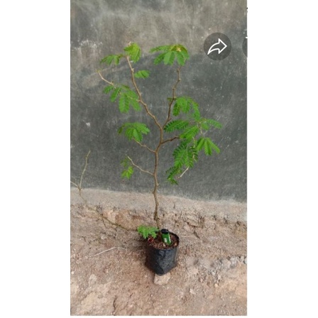 bibit bonsai Brazilian rain tree