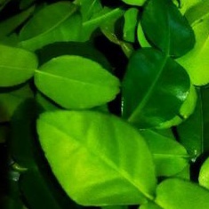 

DAUN Jeruk purut SEGAR baru petik 1kg